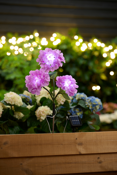 Solcelleblomst Hortensia – Garden